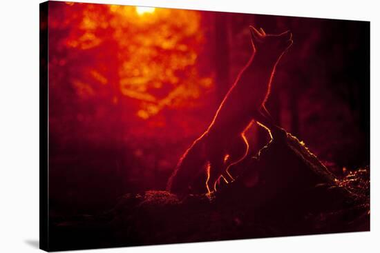 Red Fox (Vulpes Vulpes) Looking Up into Tree at Sunset, Backlit, Black Forest, Germany-Klaus Echle-Stretched Canvas