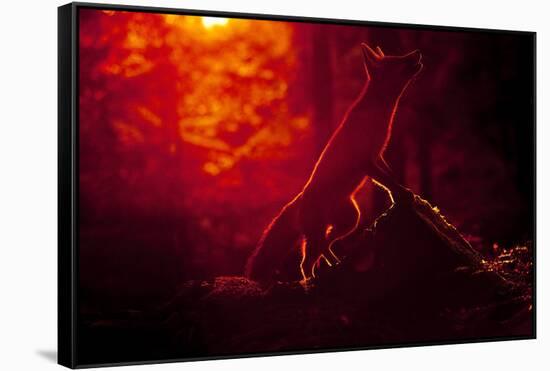 Red Fox (Vulpes Vulpes) Looking Up into Tree at Sunset, Backlit, Black Forest, Germany-Klaus Echle-Framed Stretched Canvas