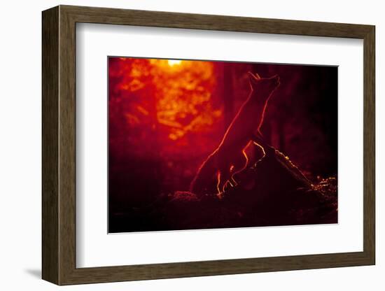 Red Fox (Vulpes Vulpes) Looking Up into Tree at Sunset, Backlit, Black Forest, Germany-Klaus Echle-Framed Photographic Print