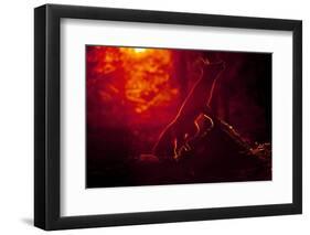 Red Fox (Vulpes Vulpes) Looking Up into Tree at Sunset, Backlit, Black Forest, Germany-Klaus Echle-Framed Photographic Print