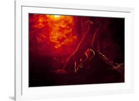 Red Fox (Vulpes Vulpes) Looking Up into Tree at Sunset, Backlit, Black Forest, Germany-Klaus Echle-Framed Photographic Print