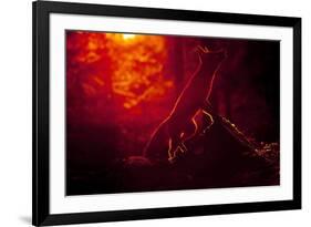 Red Fox (Vulpes Vulpes) Looking Up into Tree at Sunset, Backlit, Black Forest, Germany-Klaus Echle-Framed Photographic Print