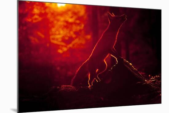 Red Fox (Vulpes Vulpes) Looking Up into Tree at Sunset, Backlit, Black Forest, Germany-Klaus Echle-Mounted Photographic Print