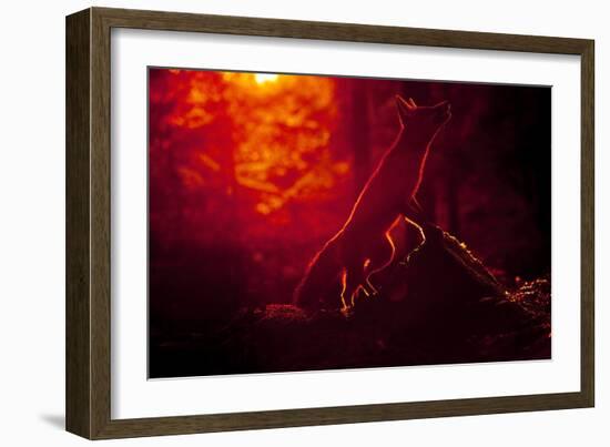 Red Fox (Vulpes Vulpes) Looking Up into Tree at Sunset, Backlit, Black Forest, Germany-Klaus Echle-Framed Photographic Print