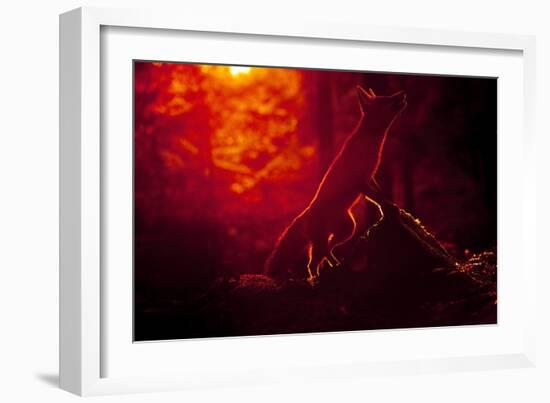 Red Fox (Vulpes Vulpes) Looking Up into Tree at Sunset, Backlit, Black Forest, Germany-Klaus Echle-Framed Photographic Print