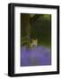 Red Fox (Vulpes Vulpes) Peering from Behind Tree with Bluebells in Foreground, Cheshire, June-Ben Hall-Framed Photographic Print