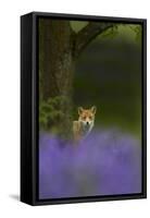 Red Fox (Vulpes Vulpes) Peering from Behind Tree with Bluebells in Foreground, Cheshire, June-Ben Hall-Framed Stretched Canvas