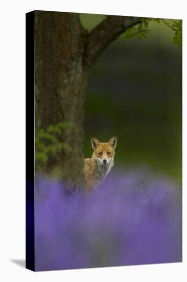 Red Fox (Vulpes Vulpes) Peering from Behind Tree with Bluebells in Foreground, Cheshire, June-Ben Hall-Stretched Canvas