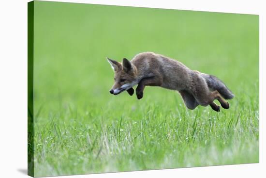 Red Fox (Vulpes Vulpes) Pouncing in Grass. Vosges, France, July-Fabrice Cahez-Stretched Canvas