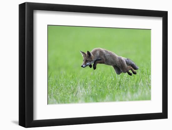 Red Fox (Vulpes Vulpes) Pouncing in Grass. Vosges, France, July-Fabrice Cahez-Framed Photographic Print
