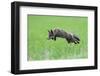 Red Fox (Vulpes Vulpes) Pouncing in Grass. Vosges, France, July-Fabrice Cahez-Framed Photographic Print