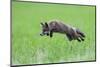 Red Fox (Vulpes Vulpes) Pouncing in Grass. Vosges, France, July-Fabrice Cahez-Mounted Photographic Print