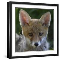 Red fox (Vulpes vulpes) pup portrait, Vosges, France, June.-Fabrice Cahez-Framed Photographic Print