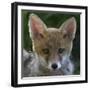 Red fox (Vulpes vulpes) pup portrait, Vosges, France, June.-Fabrice Cahez-Framed Photographic Print