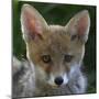 Red fox (Vulpes vulpes) pup portrait, Vosges, France, June.-Fabrice Cahez-Mounted Photographic Print