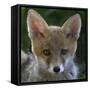 Red fox (Vulpes vulpes) pup portrait, Vosges, France, June.-Fabrice Cahez-Framed Stretched Canvas