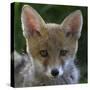 Red fox (Vulpes vulpes) pup portrait, Vosges, France, June.-Fabrice Cahez-Stretched Canvas