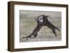 Red fox (Vulpes vulpes) pups playing, Vosges, France, June.-Fabrice Cahez-Framed Photographic Print