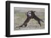 Red fox (Vulpes vulpes) pups playing, Vosges, France, June.-Fabrice Cahez-Framed Photographic Print