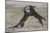 Red fox (Vulpes vulpes) pups playing, Vosges, France, June.-Fabrice Cahez-Mounted Photographic Print