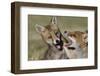 Red fox (Vulpes vulpes) pups playing, Vosges, France, June.-Fabrice Cahez-Framed Photographic Print