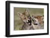 Red fox (Vulpes vulpes) pups playing, Vosges, France, June.-Fabrice Cahez-Framed Photographic Print