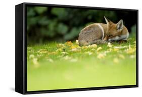 Red Fox (Vulpes Vulpes) Resting Amongst Autumn Leaves, Leicestershire, England, UK, September-Danny Green-Framed Stretched Canvas