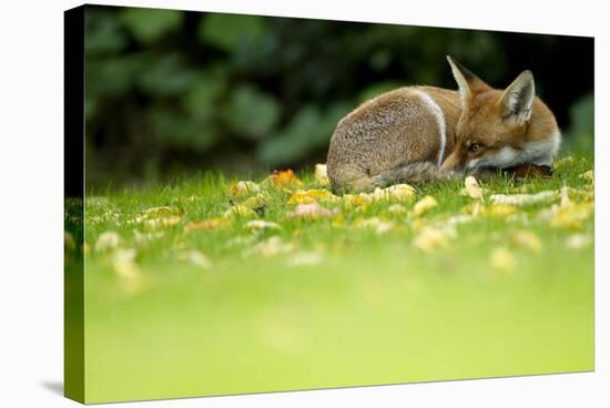 Red Fox (Vulpes Vulpes) Resting Amongst Autumn Leaves, Leicestershire, England, UK, September-Danny Green-Stretched Canvas