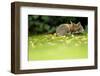 Red Fox (Vulpes Vulpes) Resting Amongst Autumn Leaves, Leicestershire, England, UK, September-Danny Green-Framed Photographic Print