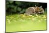 Red Fox (Vulpes Vulpes) Resting Amongst Autumn Leaves, Leicestershire, England, UK, September-Danny Green-Mounted Photographic Print