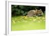 Red Fox (Vulpes Vulpes) Resting Amongst Autumn Leaves, Leicestershire, England, UK, September-Danny Green-Framed Photographic Print