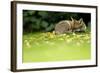 Red Fox (Vulpes Vulpes) Resting Amongst Autumn Leaves, Leicestershire, England, UK, September-Danny Green-Framed Photographic Print