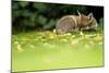 Red Fox (Vulpes Vulpes) Resting Amongst Autumn Leaves, Leicestershire, England, UK, September-Danny Green-Mounted Photographic Print