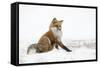 Red Fox (Vulpes Vulpes) Scratching in the Snow, Churchill, Cananda, November-Danny Green-Framed Stretched Canvas