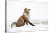 Red Fox (Vulpes Vulpes) Scratching in the Snow, Churchill, Cananda, November-Danny Green-Stretched Canvas