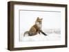 Red Fox (Vulpes Vulpes) Scratching in the Snow, Churchill, Cananda, November-Danny Green-Framed Photographic Print