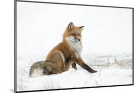 Red Fox (Vulpes Vulpes) Scratching in the Snow, Churchill, Cananda, November-Danny Green-Mounted Photographic Print