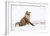 Red Fox (Vulpes Vulpes) Scratching in the Snow, Churchill, Cananda, November-Danny Green-Framed Photographic Print