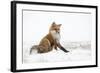 Red Fox (Vulpes Vulpes) Scratching in the Snow, Churchill, Cananda, November-Danny Green-Framed Photographic Print