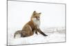 Red Fox (Vulpes Vulpes) Scratching in the Snow, Churchill, Cananda, November-Danny Green-Mounted Photographic Print