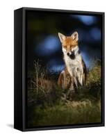 Red Fox (Vulpes Vulpes) Sitting in Deciduous Woodland, Lancashire, England, UK, November-Richard Steel-Framed Stretched Canvas