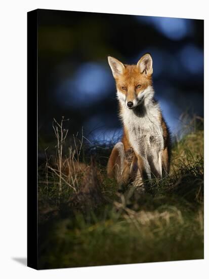 Red Fox (Vulpes Vulpes) Sitting in Deciduous Woodland, Lancashire, England, UK, November-Richard Steel-Stretched Canvas