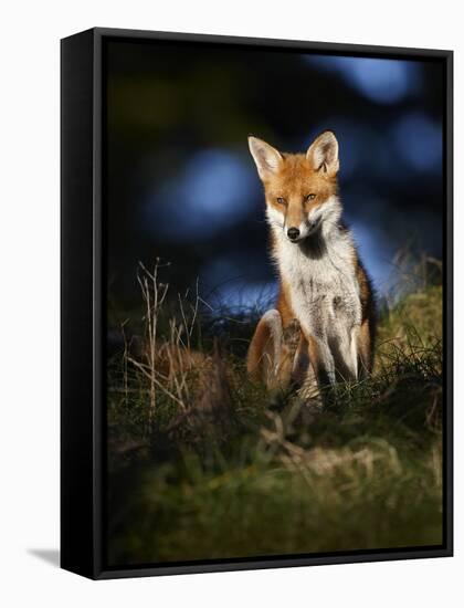 Red Fox (Vulpes Vulpes) Sitting in Deciduous Woodland, Lancashire, England, UK, November-Richard Steel-Framed Stretched Canvas