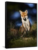 Red Fox (Vulpes Vulpes) Sitting in Deciduous Woodland, Lancashire, England, UK, November-Richard Steel-Framed Stretched Canvas