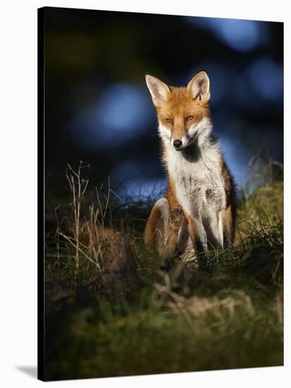 Red Fox (Vulpes Vulpes) Sitting in Deciduous Woodland, Lancashire, England, UK, November-Richard Steel-Stretched Canvas