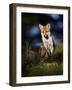 Red Fox (Vulpes Vulpes) Sitting in Deciduous Woodland, Lancashire, England, UK, November-Richard Steel-Framed Photographic Print