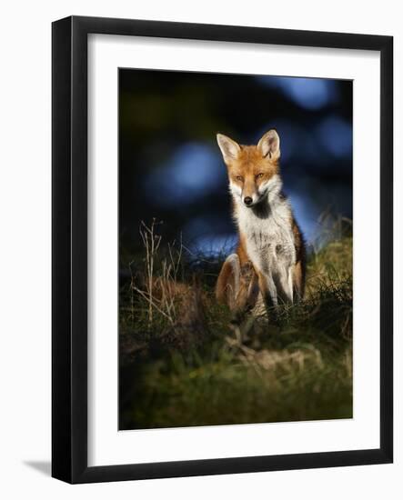 Red Fox (Vulpes Vulpes) Sitting in Deciduous Woodland, Lancashire, England, UK, November-Richard Steel-Framed Photographic Print