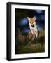 Red Fox (Vulpes Vulpes) Sitting in Deciduous Woodland, Lancashire, England, UK, November-Richard Steel-Framed Photographic Print