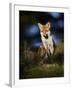 Red Fox (Vulpes Vulpes) Sitting in Deciduous Woodland, Lancashire, England, UK, November-Richard Steel-Framed Photographic Print