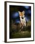 Red Fox (Vulpes Vulpes) Sitting in Deciduous Woodland, Lancashire, England, UK, November-Richard Steel-Framed Photographic Print